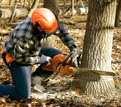 Tree Removal in Victor, CA